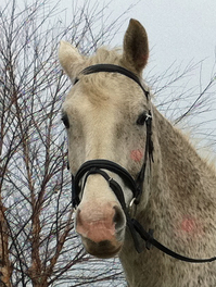 Lundberg-Horse-Ears-Ann-Arbor-June-2011